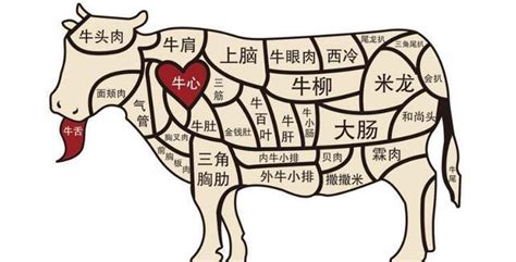 牛肉位置|一圖看懂牛肉所有部位！教你做出更美味的料理